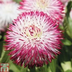 Ultimate Winter Bedding Collection -Garden Glory Sales ult col WKC1594 C1