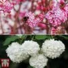 Viburnum Duo -Garden Glory Sales viburnumduo