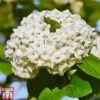 Viburnum X Carlcephalum 2 Viburnum X Carlcephalum -Garden Glory Sales virb t79114 A