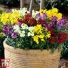Wallflower 'Sugar Rush' -Garden Glory Sales wallflower3