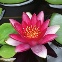 Water Lily Red With Pond Basket -Garden Glory Sales water red NOW1