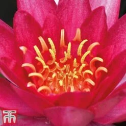 Water Lily Red With Pond Basket -Garden Glory Sales water red21