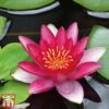 Water Lily Red With Pond Basket -Garden Glory Sales water red3