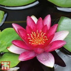 Water Lily Trio With A Pond Basket 9 Water Lily Trio With A Pond Basket -Garden Glory Sales water red4