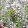 Wisteria Sinensis 'Prolific' -Garden Glory Sales wist
