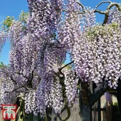 Wisteria Sinensis 'Prolific' 13 Wisteria Sinensis 'Prolific' -Garden Glory Sales wist2