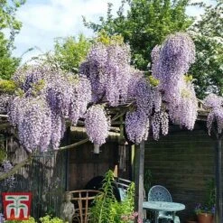 Wisteria Sinensis 'Prolific' 16 Wisteria Sinensis 'Prolific' -Garden Glory Sales wist3