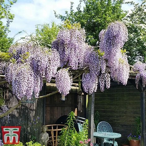 Wisteria Sinensis 'Prolific' 9 Wisteria Sinensis 'Prolific' - Image 7