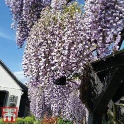 Wisteria Sinensis 'Prolific' 17 Wisteria Sinensis 'Prolific' -Garden Glory Sales wist4