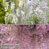Wisteria Trio -Garden Glory Sales wist trio