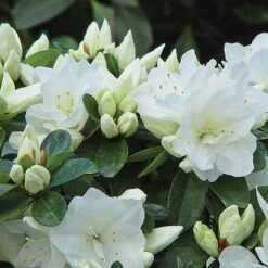 Azalea 'Dwarf Collection' -Garden Glory Sales z AZAL T51899 A h