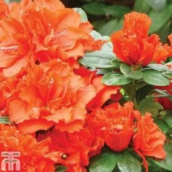 Azalea 'Dwarf Collection' -Garden Glory Sales z AZAL T51901 A h