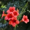 Campsis Radicans 'Flamenco' -Garden Glory Sales z CAMP T79038 A