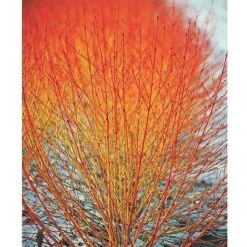Winter Interest Shrub Collection -Garden Glory Sales z CORN T10053 A h