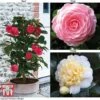 Camellia 'Blooming Wonder' Trio -Garden Glory Sales z Camellia Blooming Wonder Mix