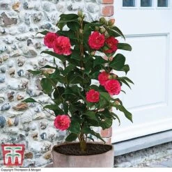 Camellia 'Blooming Wonder' Trio -Garden Glory Sales z Camellia Blooming Wonder Red