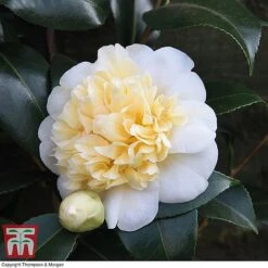 Camellia 'Blooming Wonder' Trio -Garden Glory Sales z Camellia Blooming Wonder White