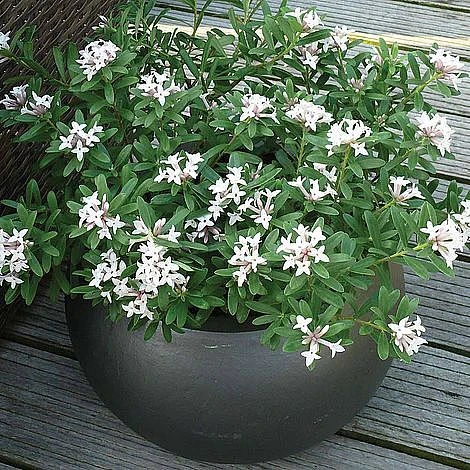 Daphne Fragrance Duo 8 Daphne Fragrance Duo - Image 6