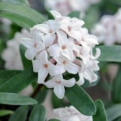 Daphne Fragrance Duo 15 Daphne Fragrance Duo -Garden Glory Sales z DAPH P93935 B h31