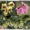 Fragrant Winter Shrub Collection -Garden Glory Sales z FRAG T15976 1