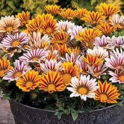 Nurseryman's Choice Summer Annual Plants -Garden Glory Sales z GAZA T47451 A