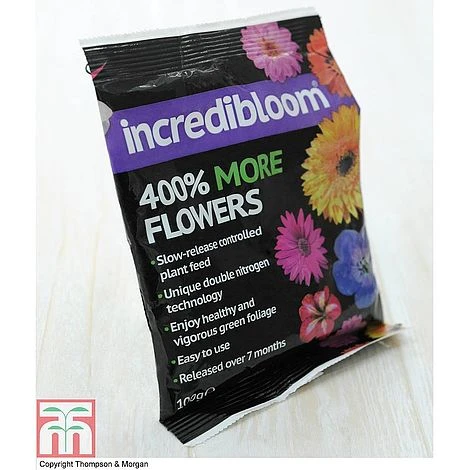 Clematis 'New Love' 12 Clematis 'New Love' - Image 10