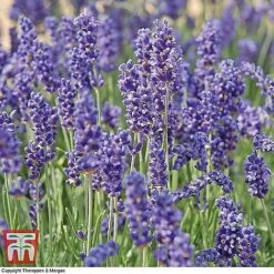 Lavender Collection 10 Lavender Collection -Garden Glory Sales z LAVE T44635 B51