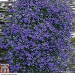 Nurseryman's Choice Summer Annual Plants -Garden Glory Sales z LOBE T16172 A