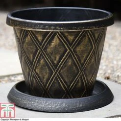 Buddleja 'Butterfly Towers' -Garden Glory Sales z PATI T56850P A37