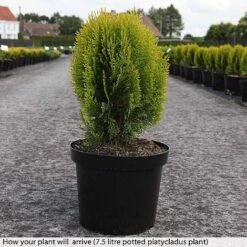 Platycladus Orientalis 'Aurea Nana' 7 Platycladus Orientalis 'Aurea Nana' -Garden Glory Sales z PLAT T74282 B h