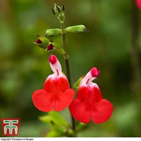 Salvia 'Hot Lips' 4 Salvia 'Hot Lips' - Image 2