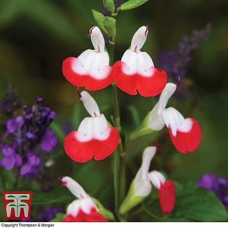 Salvia 'Hot Lips' 3 Salvia 'Hot Lips'