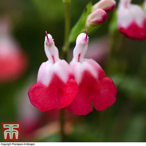 Salvia 'Hot Lips' 6 Salvia 'Hot Lips' - Image 4