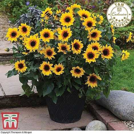 Sunflower SunBelievable™ 'Brown Eyed Girl' 3 Sunflower SunBelievable™ 'Brown Eyed Girl'