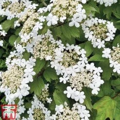 Viburnum Duo -Garden Glory Sales z VIBR T14749 C