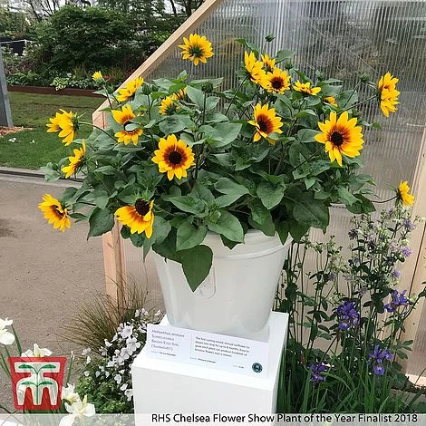 Sunflower SunBelievable™ 'Brown Eyed Girl' 4 Sunflower SunBelievable™ 'Brown Eyed Girl' - Image 2