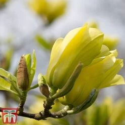 Magnolia X Brooklynensis 'Yellow Bird' -Garden Glory Sales z yellow11