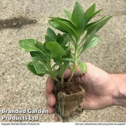 Alstroemeria 'Tree Everest Mix' -Garden Glory Sales zalstro jumbo size11