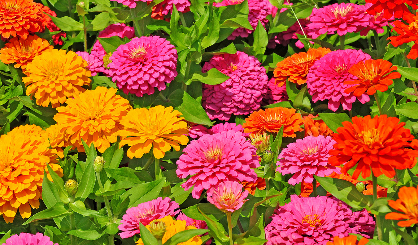 Garden Glory Sales -Garden Glory Sales Best Annual Flowers for Full Sun Zinnia