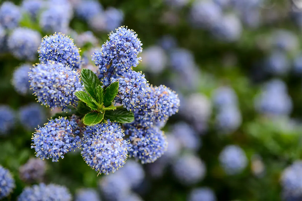 Garden Glory Sales -Garden Glory Sales cay bui thuong